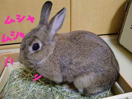 食べたあとは、眠くなるよねZZZ・・・