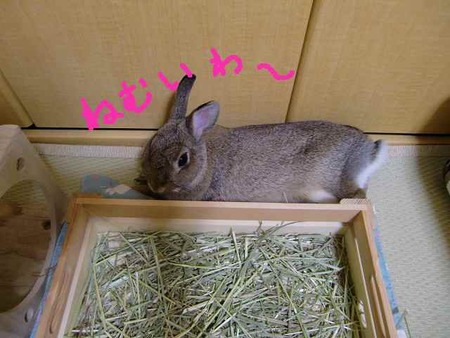 食べたあとは、眠くなるよねZZZ・・・