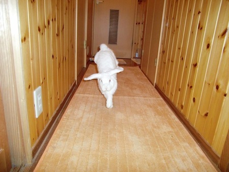 FLY,RABBIT,FLY