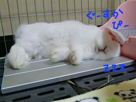 食べたあとは、眠くなるよねZZZ・・・