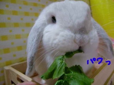 美味しいものには目がないの♪