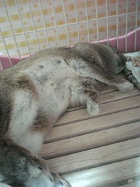 うさぎの一日