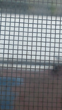 雨