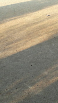 夕方