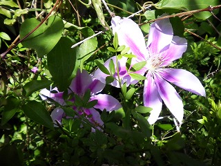 テッセン（クレマチス）の花