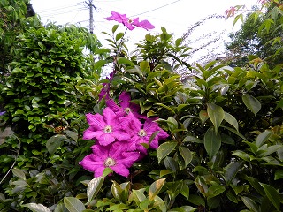 テッセン（クレマチス）の花