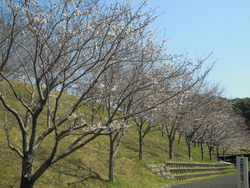 春よ来い(^o^)