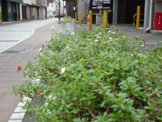 いすい通り商店街園芸部！