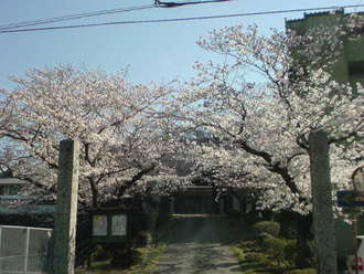 伊万里・教法寺の桜