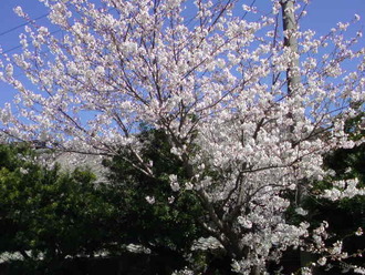 前田家住宅横の桜2010