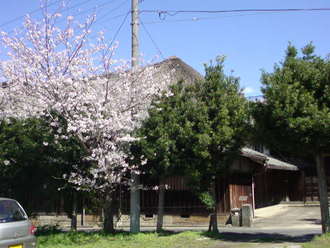 前田家住宅横の桜2010