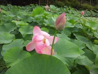 ニ千年蓮