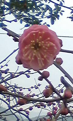 庭の梅の花が一輪咲きました。