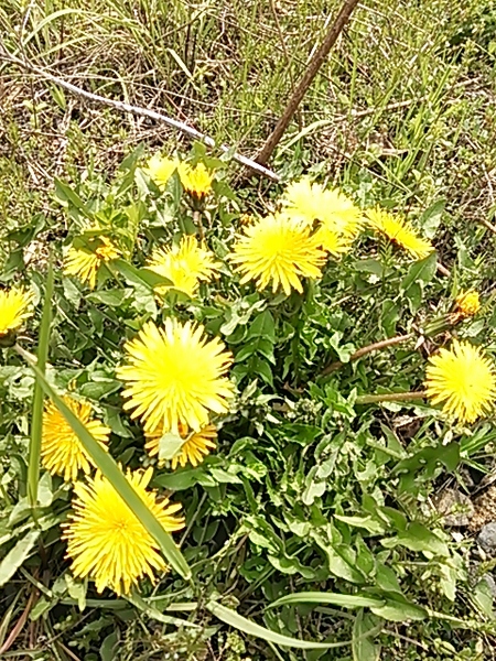 春の窯元市が始まりました。