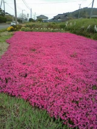 綺麗な　芝桜が！！