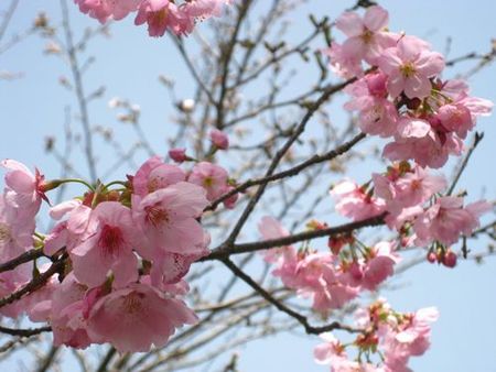 春日和