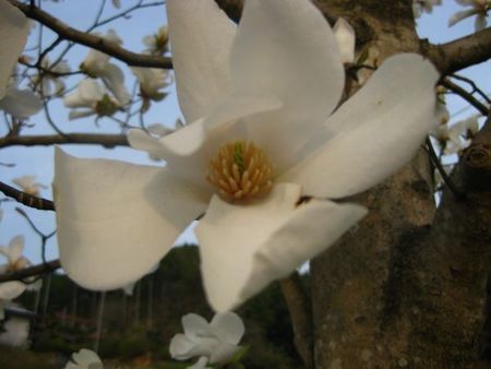 虎仙窯工房前の二本の木蓮が満開です