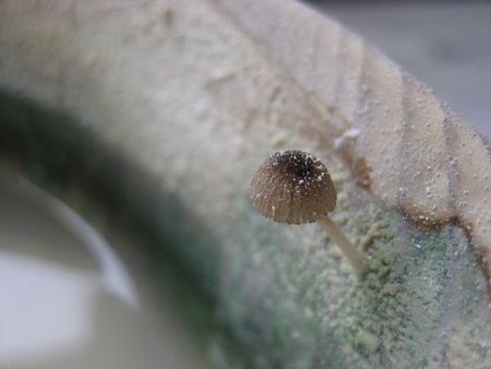 キノコが・・・。
