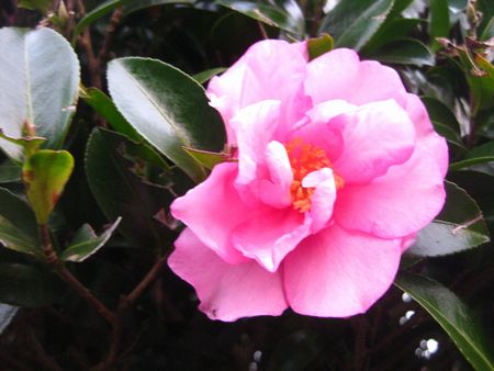山茶花の花