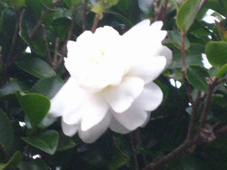 山茶花の花