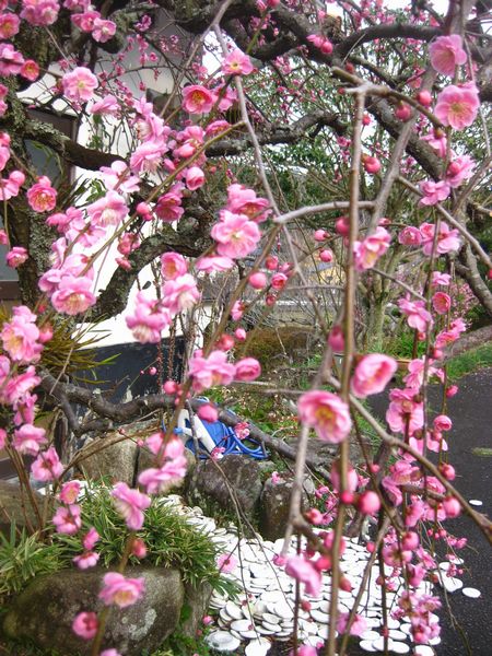 枝垂れ梅