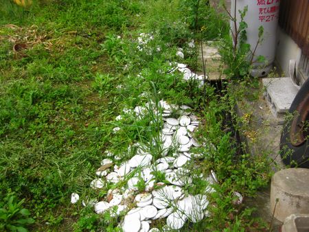 根強い雑草たち