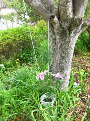 鉄線の花　大きくな～れ