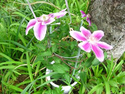 鉄線の花　大きくな～れ