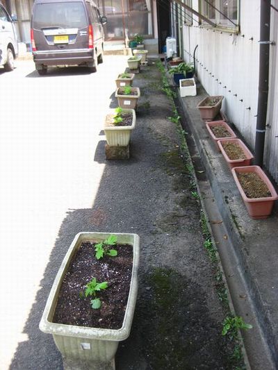 エコ!！　緑のカーテン