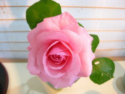 薔薇の季節です。