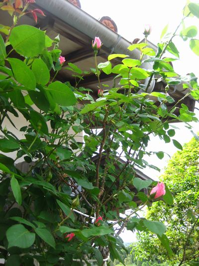 薔薇の季節です。