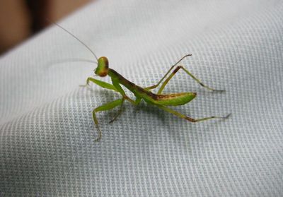 カマキリだ！！！