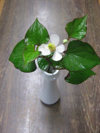 ドクダミの花　におうかなぁ～。