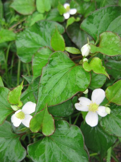 ドクダミの花　におうかなぁ～。