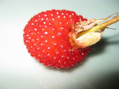 おおきい野苺(＠_＠;)
