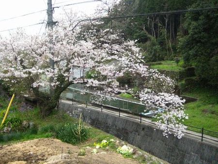 大川内山も春