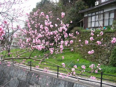 大川内山も春