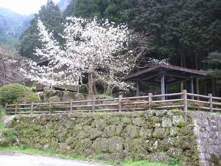 大川内山も春