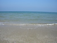 浜辺で…初めて見た！