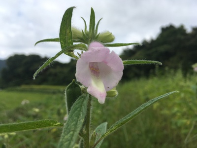 Ja産直 街かど畑 ゴマの花