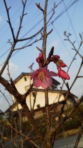 桜が咲きました