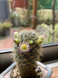 かわいいサボテンの花♪