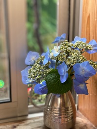 雨に映える植物たち