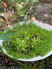 アップルサイクルプランターと多肉植物♪