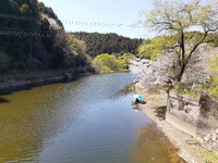北山ダムのヘラブナ釣り～大日橋のハタキ～