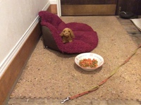 柴犬