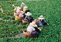 ハンギーでの菱の実取り