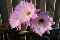 サボテンの花とインテリア