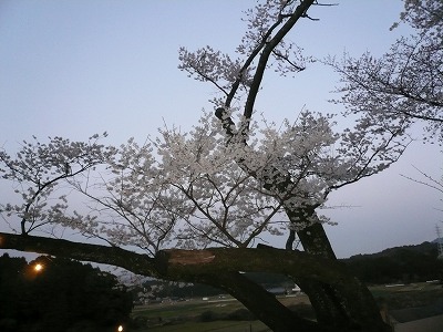 伊万里の仏壇屋 宮園仏壇製作所 5代目ブログ 樹齢900年明星桜