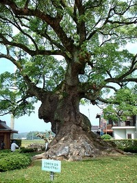 川古の大楠
